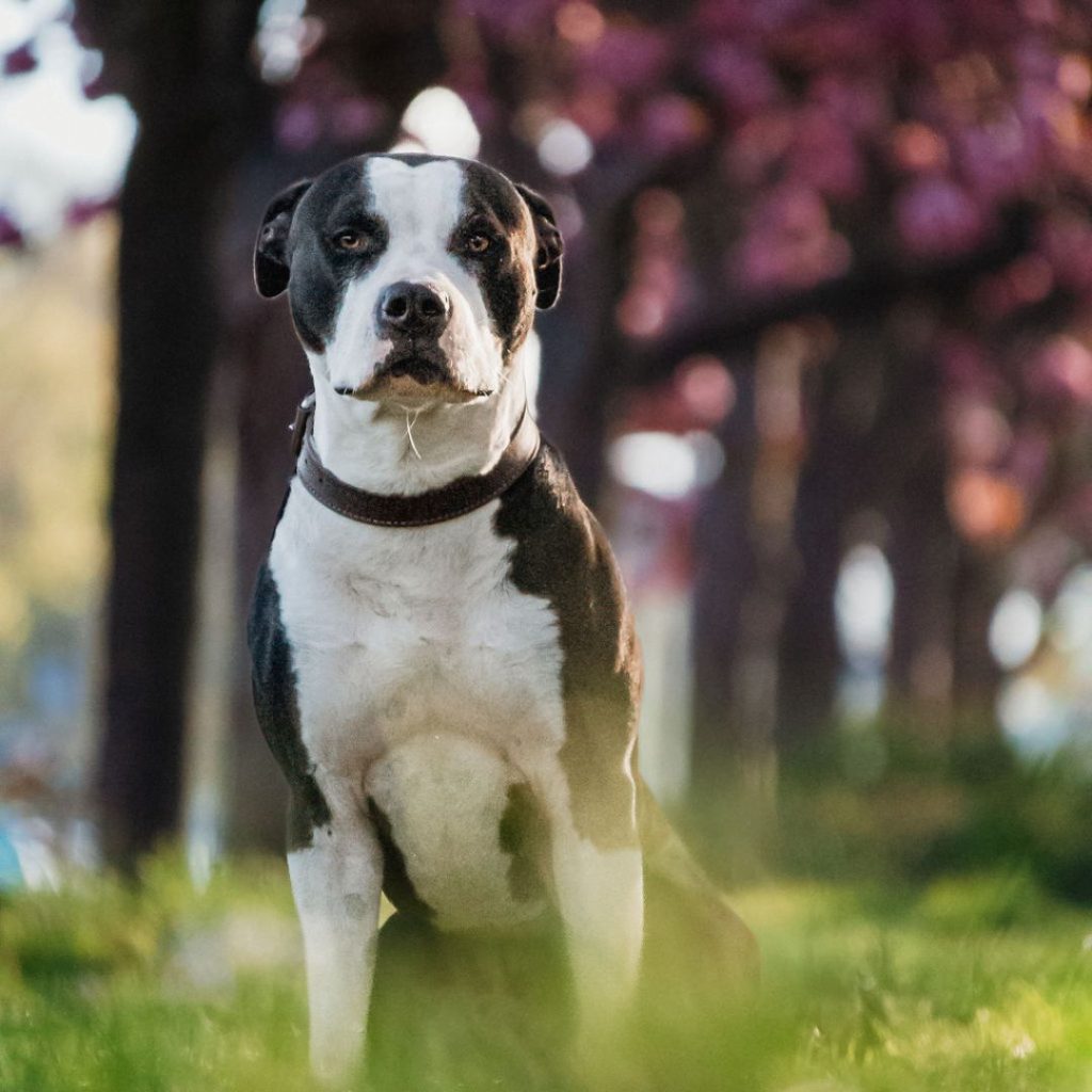Dex stafford maatje bij Luigie's Roedel